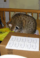 Domino